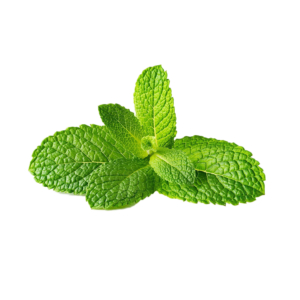 Mint leaf